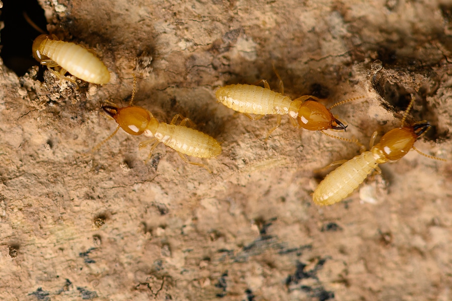 Protecting Your Home from Termites During Rainy Seasons